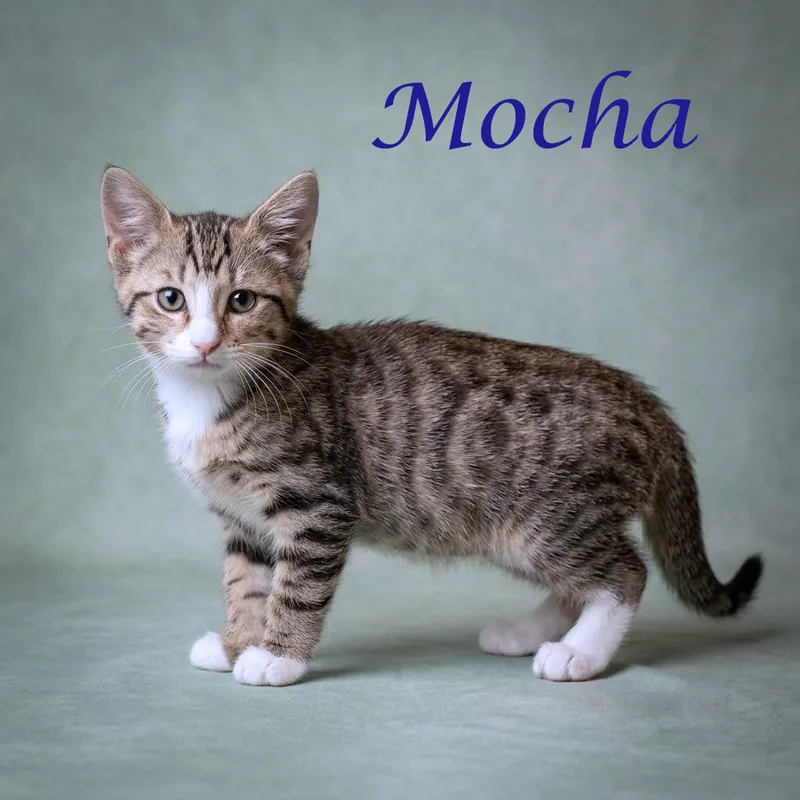 Mocha C thumbnail 4