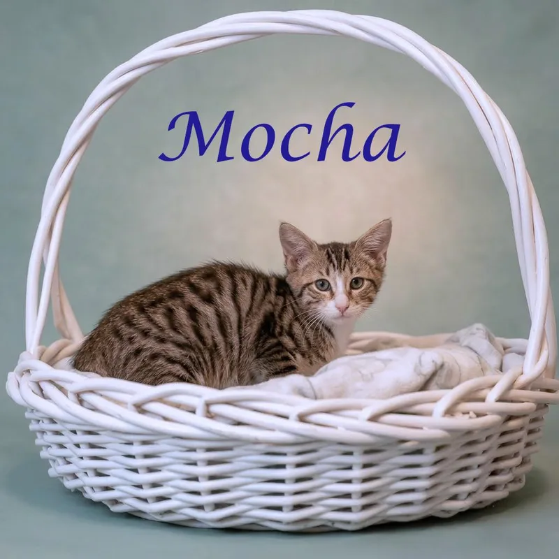 Mocha C thumbnail 5