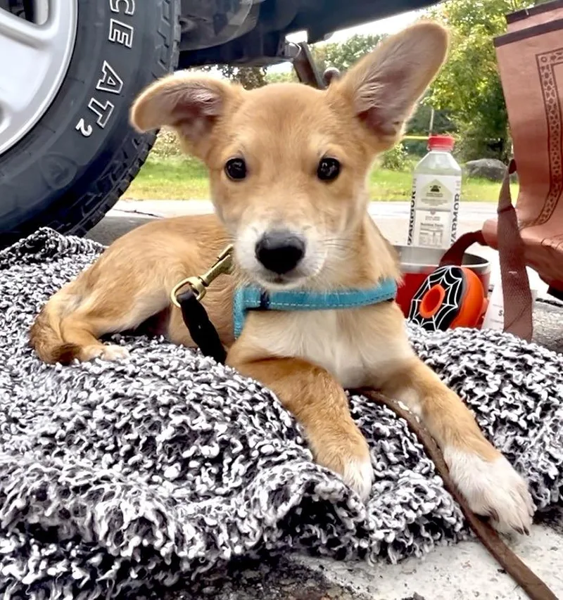 A baby small-sized male Jack Russell Terrier dog named Swiper for adoption in Tyler Hill, PA