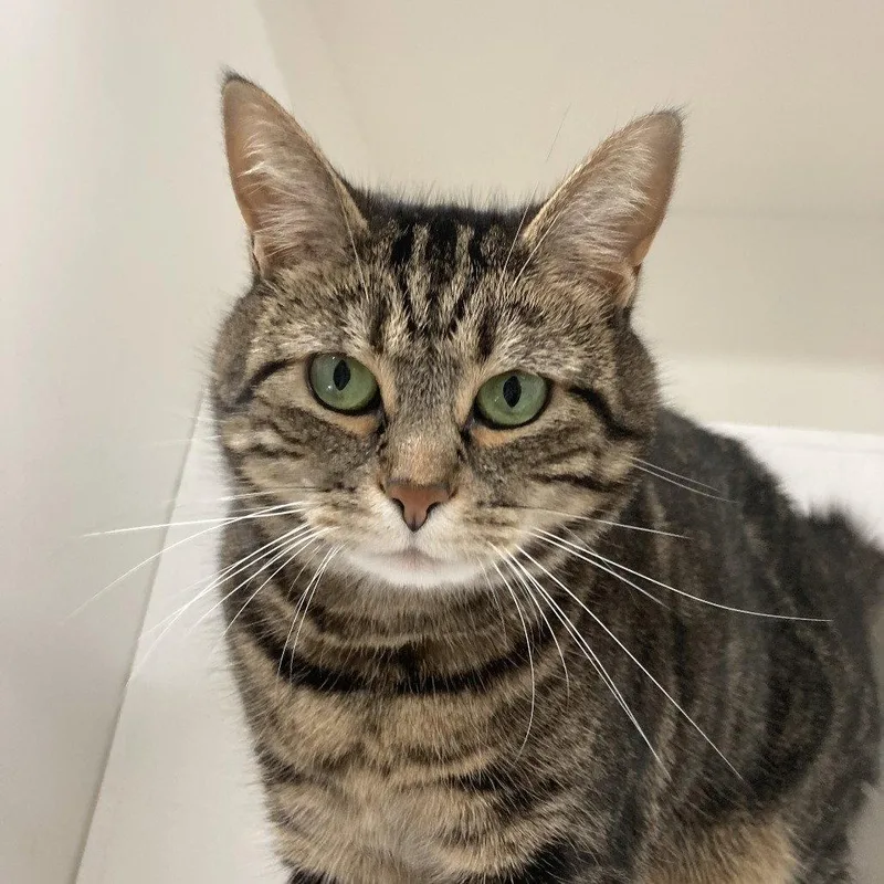An adult medium-sized female Domestic Short Hair cat named Mama for adoption in New Castle, DE