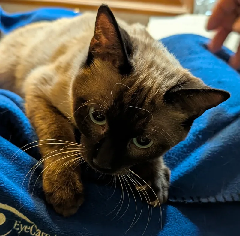An adult medium-sized male Chocolate Point Siamese cat named Zane for adoption in Pena Blanca, NM