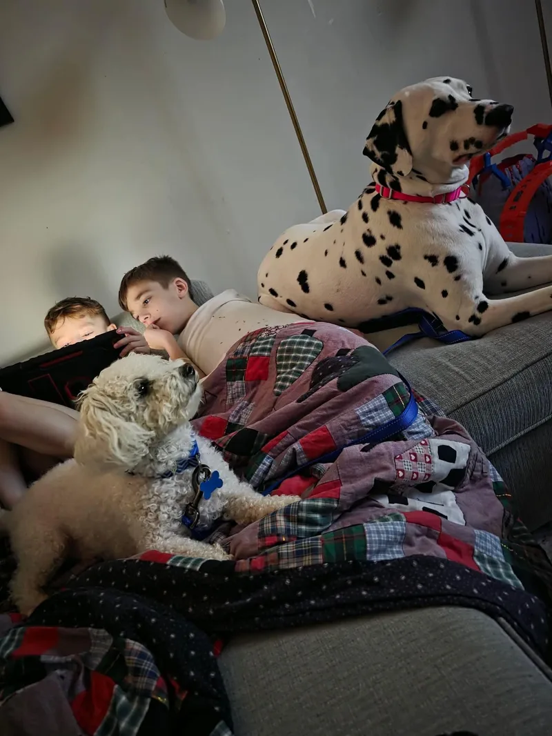 An adult medium-sized male Miniature Poodle dog named Duke Kaboom for adoption in Lockport, IL