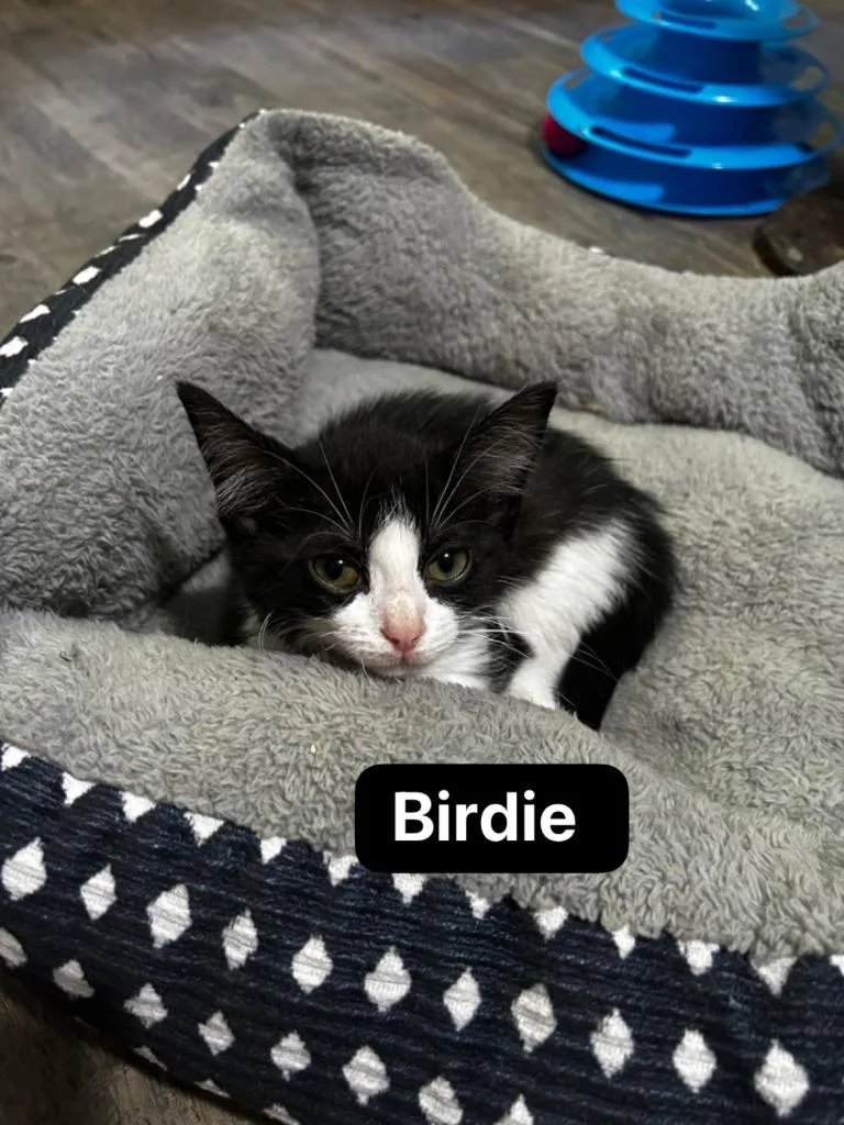 Birdie thumbnail 3