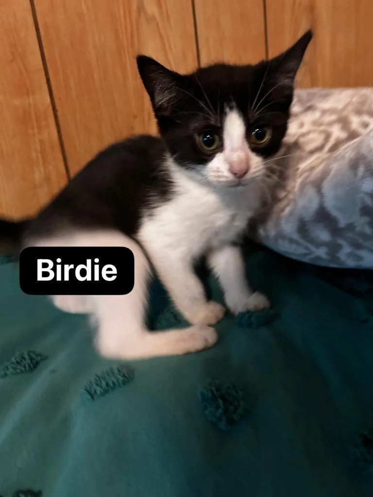 Birdie thumbnail 5