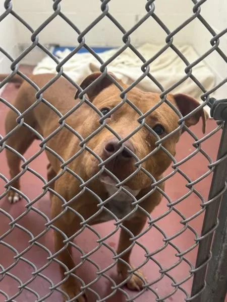 An adult small-sized male Pit Bull Terrier dog named Pork Chop for adoption in Salisbury, MD
