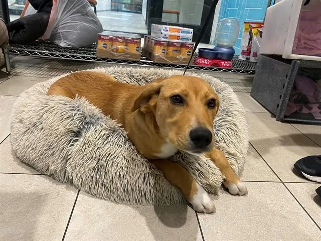A young medium-sized female Labrador Retriever dog named Lucky for adoption in Garland, TX