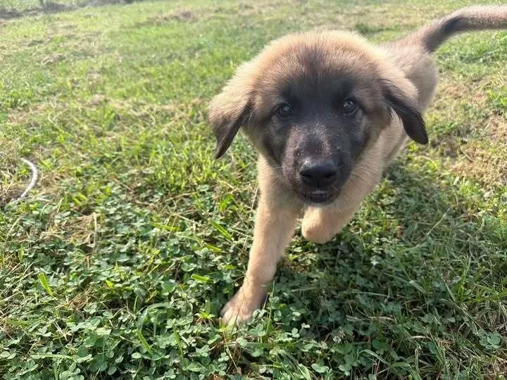 A baby small-sized female Mixed Breed dog named Terrapin for adoption in Milton, DE