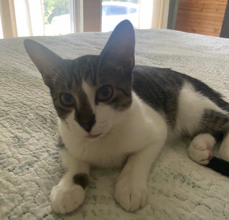 A young small-sized male Tabby (Brown / Chocolate) Domestic Short Hair cat named Tiny Tim . for adoption in LITTLE MOUNTAIN, SC