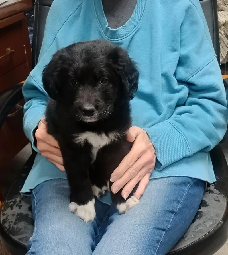 A baby medium-sized male Black Great Pyrenees dog named Coal for adoption in Sulphur, OK