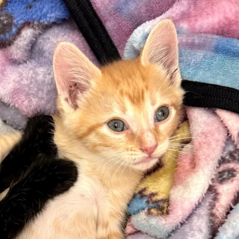 A baby small-sized male Orange / Red Domestic Short Hair cat named Ice Cube for adoption in Long Beach, CA