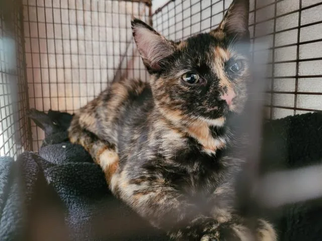 A baby medium-sized female Domestic Short Hair cat named Italy for adoption in San Pedro, CA