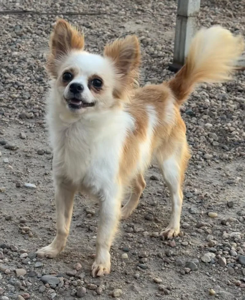 An adult small-sized male Yellow / Tan / Blond / Fawn Chihuahua dog named Larry for adoption in Columbus, NE