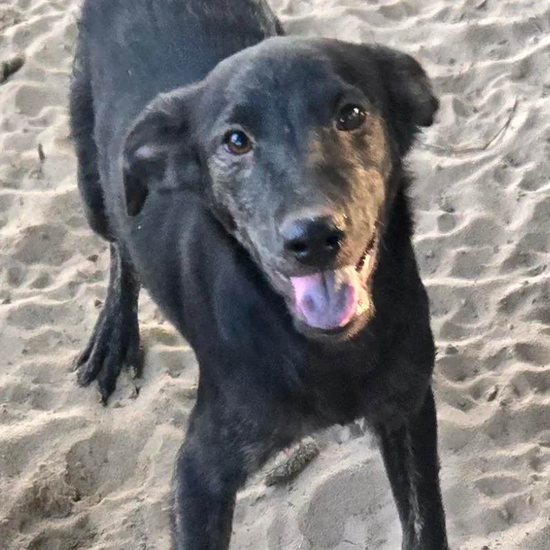 A baby small-sized female Black Labrador Retriever dog named Onyx for adoption in Floresville, TX