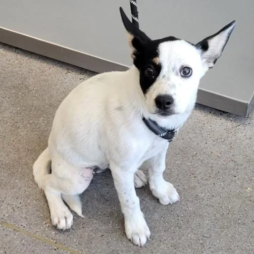A baby medium-sized female White / Cream Mixed Breed dog named 108881 for adoption in Las Cruces, NM
