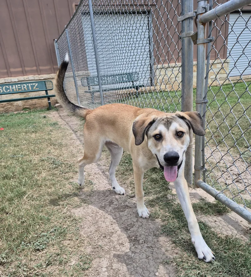 An adult large-sized male Mixed Breed dog named Dain for adoption in Schertz, TX