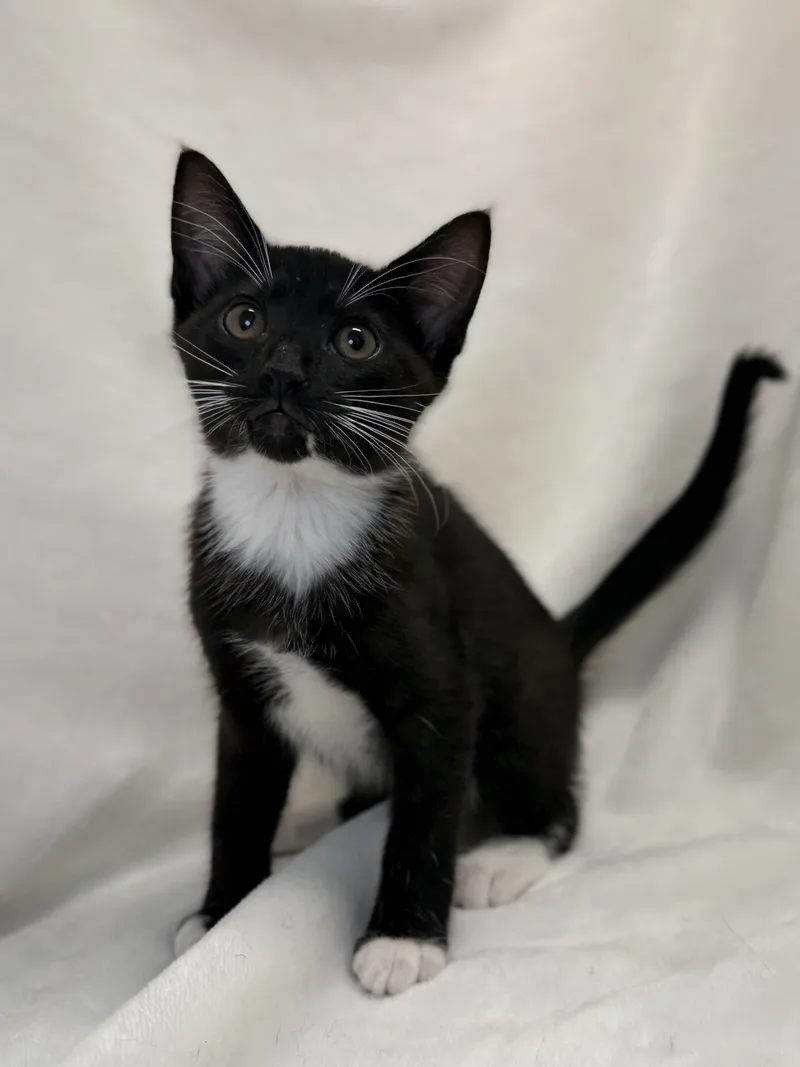A baby medium-sized female Black & White / Tuxedo Domestic Short Hair cat named Callie for adoption in Greensboro, NC