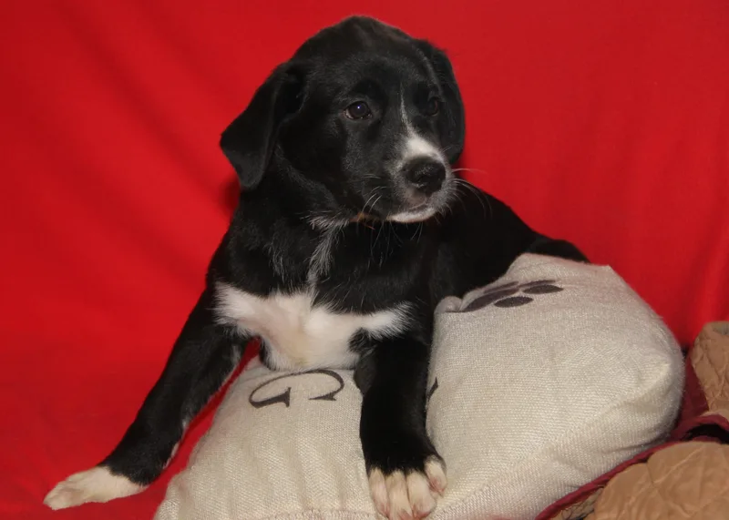 A baby medium-sized male Black Labrador Retriever dog named Timber for adoption in Marietta, OH