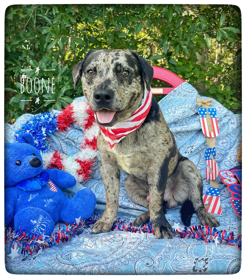 A young medium-sized male Catahoula Leopard Dog dog named Boone for adoption in Sebring, FL