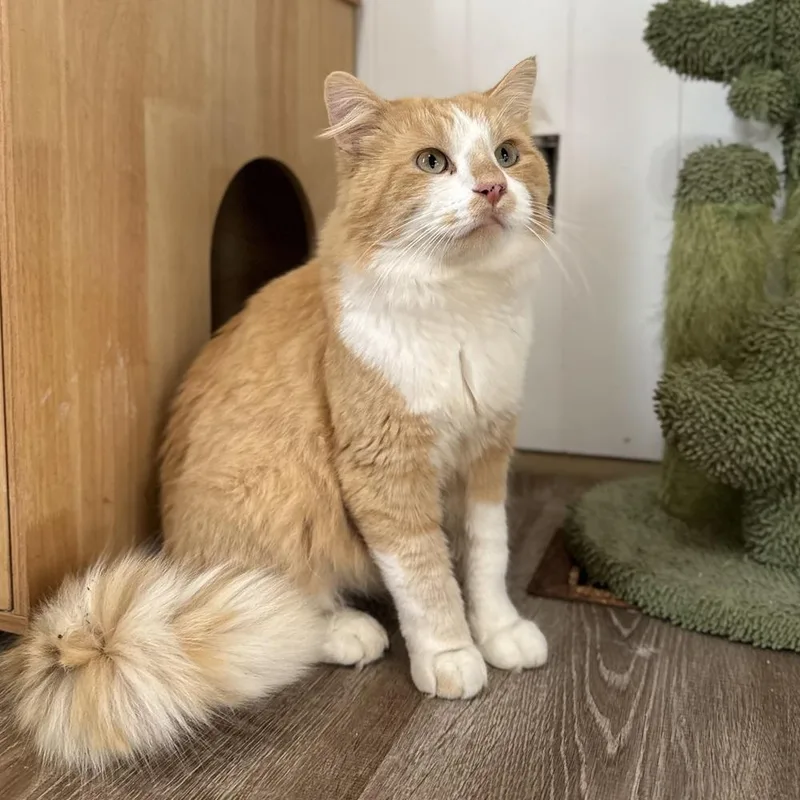 An adult large-sized male Domestic Medium Hair cat named Smudge for adoption in China Township, MI