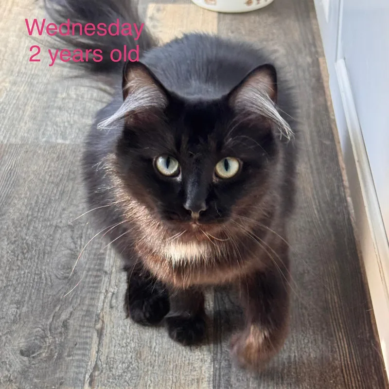 An adult medium-sized female Black Domestic Long Hair cat named Wednesday for adoption in Davisburg, MI
