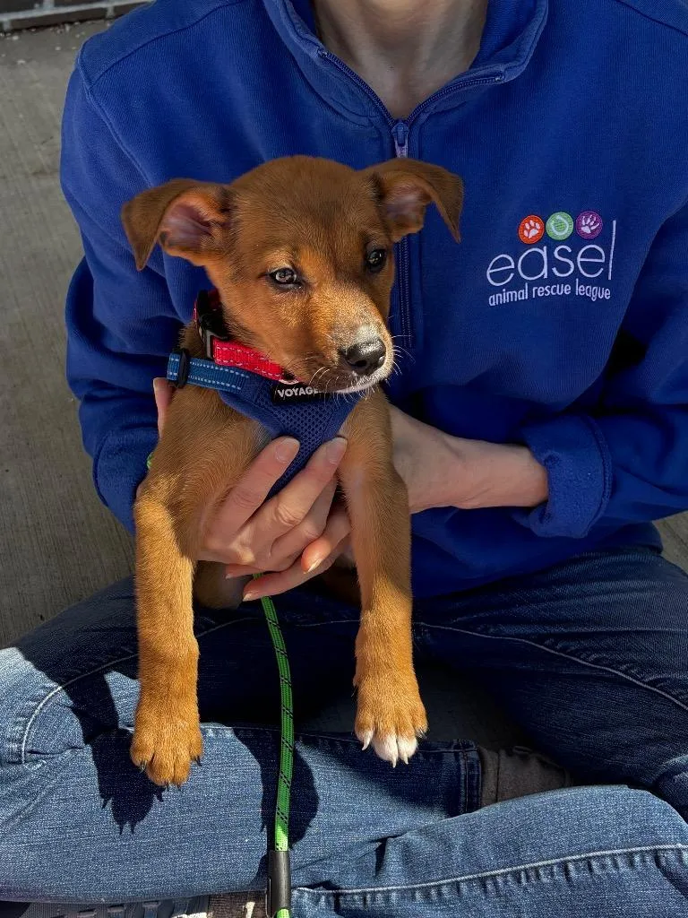 A baby medium-sized male Hound dog named Duke for adoption in Ewing, NJ