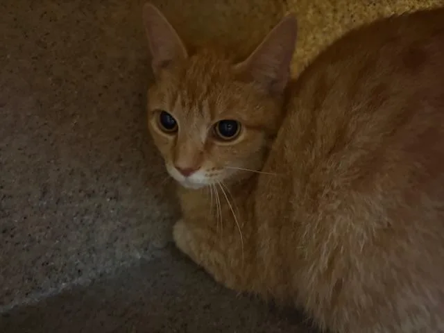 A young medium-sized male Domestic Short Hair cat named Mitchell for adoption in Lincolnton, NC