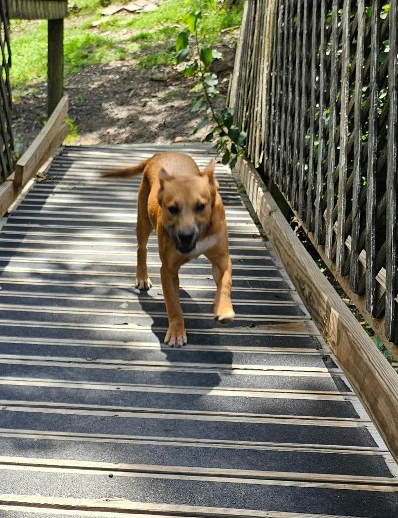 A baby medium-sized male Mixed Breed dog named Biscoff for adoption in Sherwood, AR