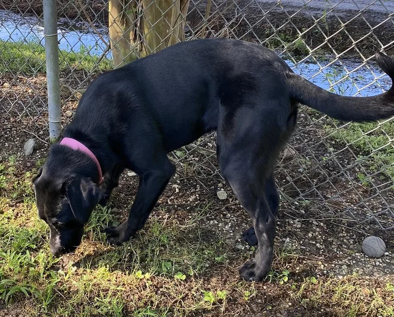 A young medium-sized female Black Labrador Retriever dog named Sassie Mae for adoption in Killingworth, CT