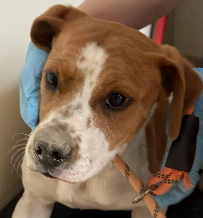 A young medium-sized female Mixed Breed dog named Mosaic for adoption in Baxter, KY