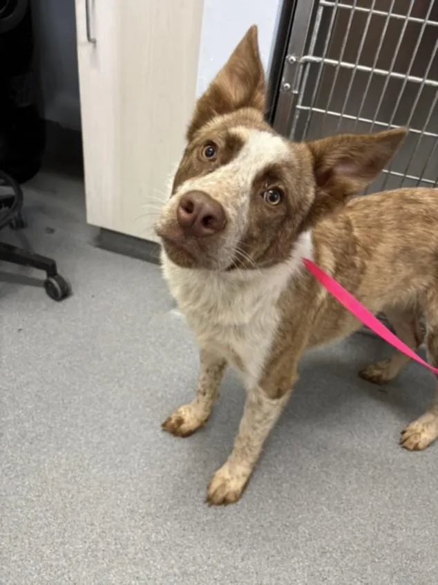 An adult medium-sized male Border Collie dog named A for adoption in Olivehurst, CA