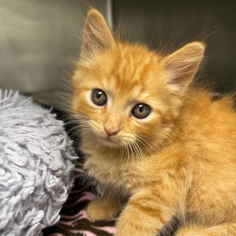 A baby small-sized male Orange / Red Domestic Medium Hair cat named Simon Says for adoption in Pekin, IL