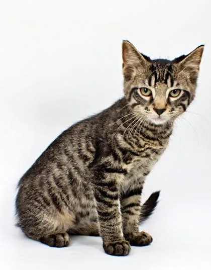 A baby small-sized male Domestic Short Hair cat named Jughead for adoption in Morton Grove, IL