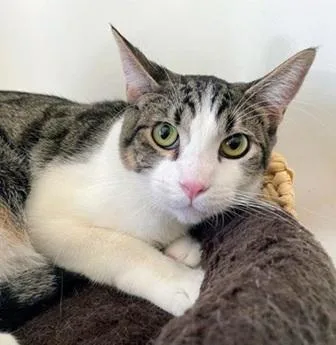 A young medium-sized male Brown / Chocolate Domestic Short Hair cat named Jax for adoption in San Francisco, CA