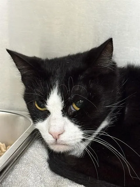 A young medium-sized female Domestic Short Hair cat named Lindsay for adoption in Upper Marlboro, MD