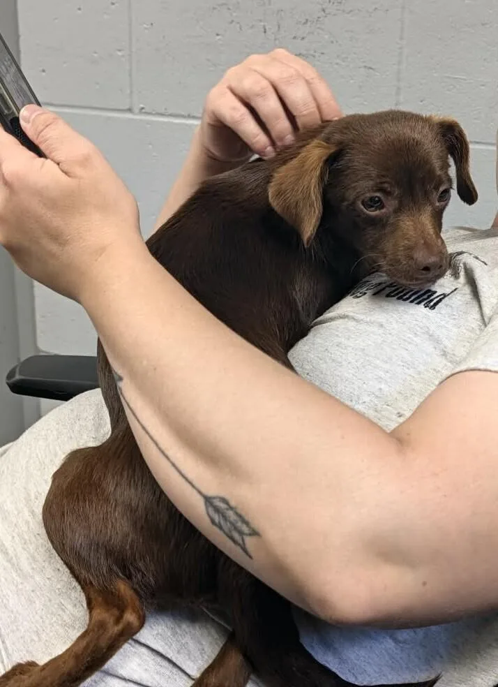 A young small-sized female Brown / Chocolate Chihuahua dog named Jane for adoption in Columbus, OH