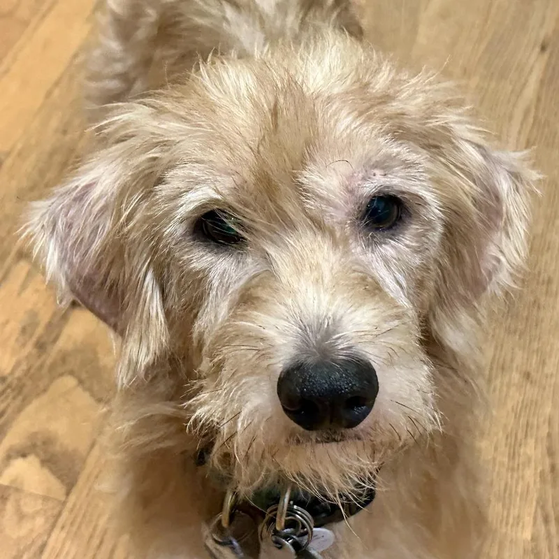 An adult small-sized male Terrier dog named Helado for adoption in Wake Forest, NC