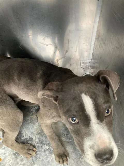 A baby medium-sized female Pit Bull Terrier dog named Rita for adoption in Dallas, TX