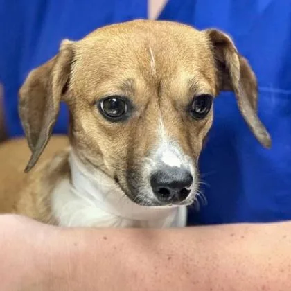 A young small-sized male Chihuahua dog named Rambo for adoption in Elk Grove Village, IL