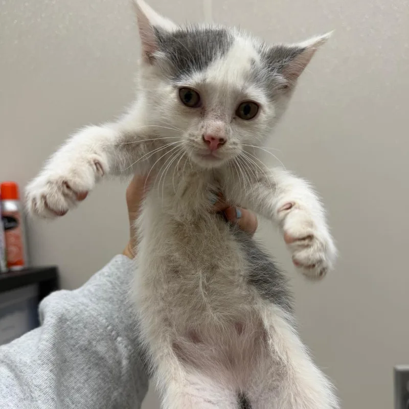 A baby small-sized male Gray / Blue / Silver Domestic Short Hair cat named Tiger for adoption in Morganton, NC