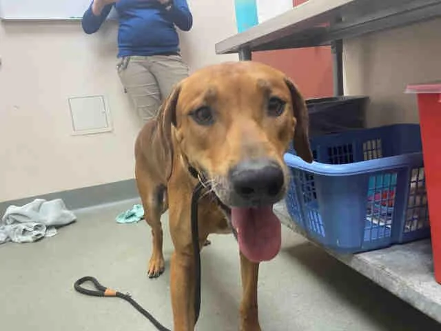 An adult medium-sized male Rhodesian Ridgeback dog named Luis for adoption in Carlsbad, CA