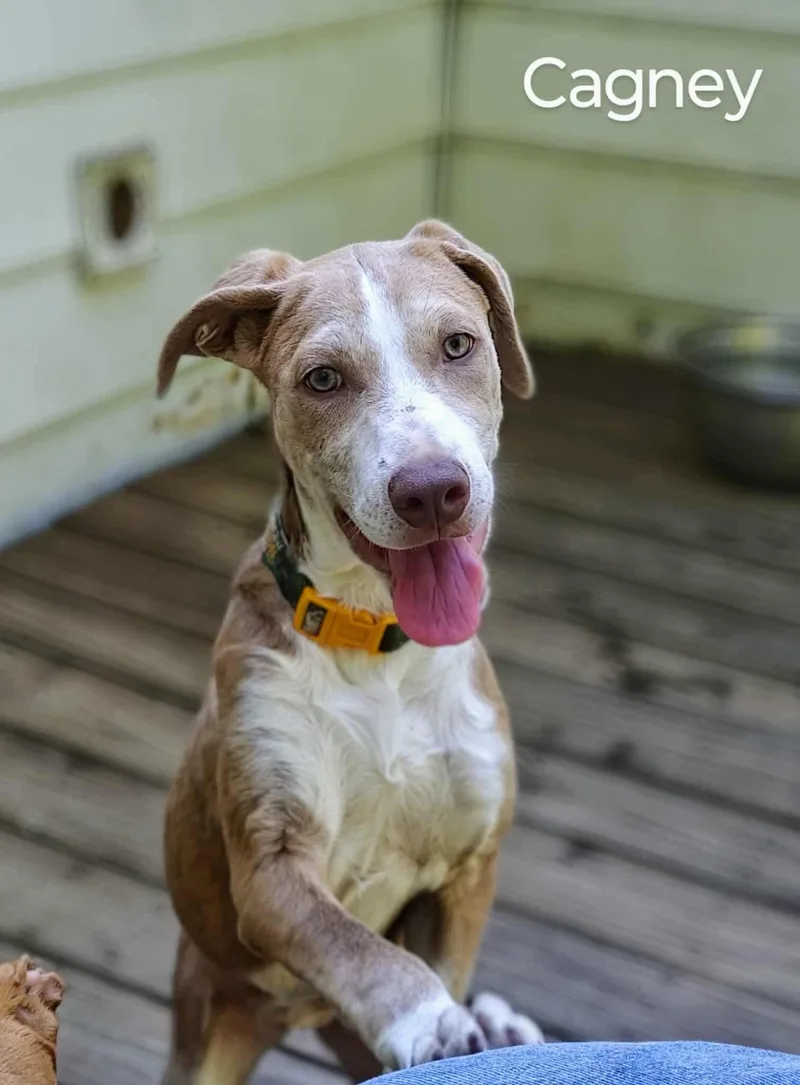 Cagney Come Meet! thumbnail 3