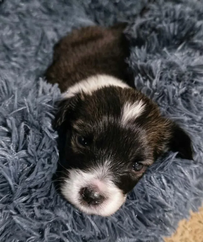 Harley thumbnail 3