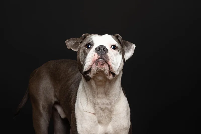 Humphrey thumbnail 2