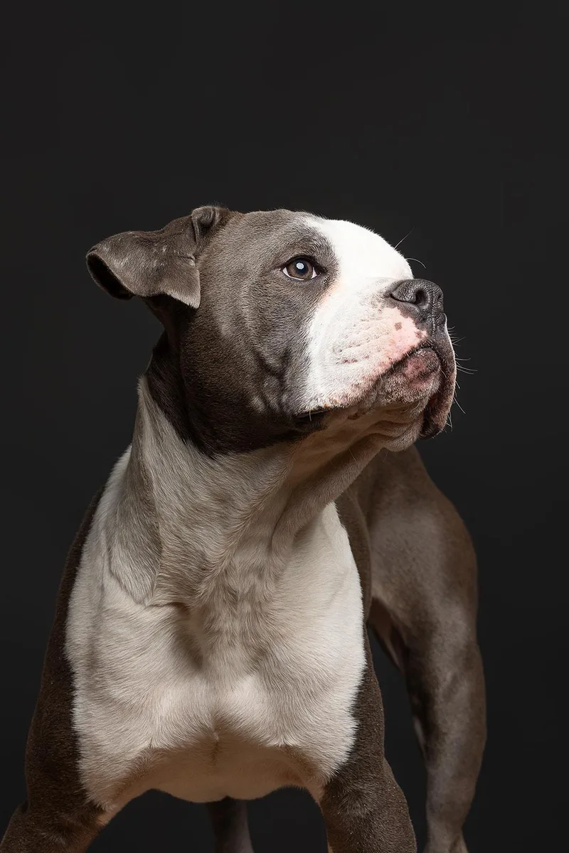 Humphrey thumbnail 3