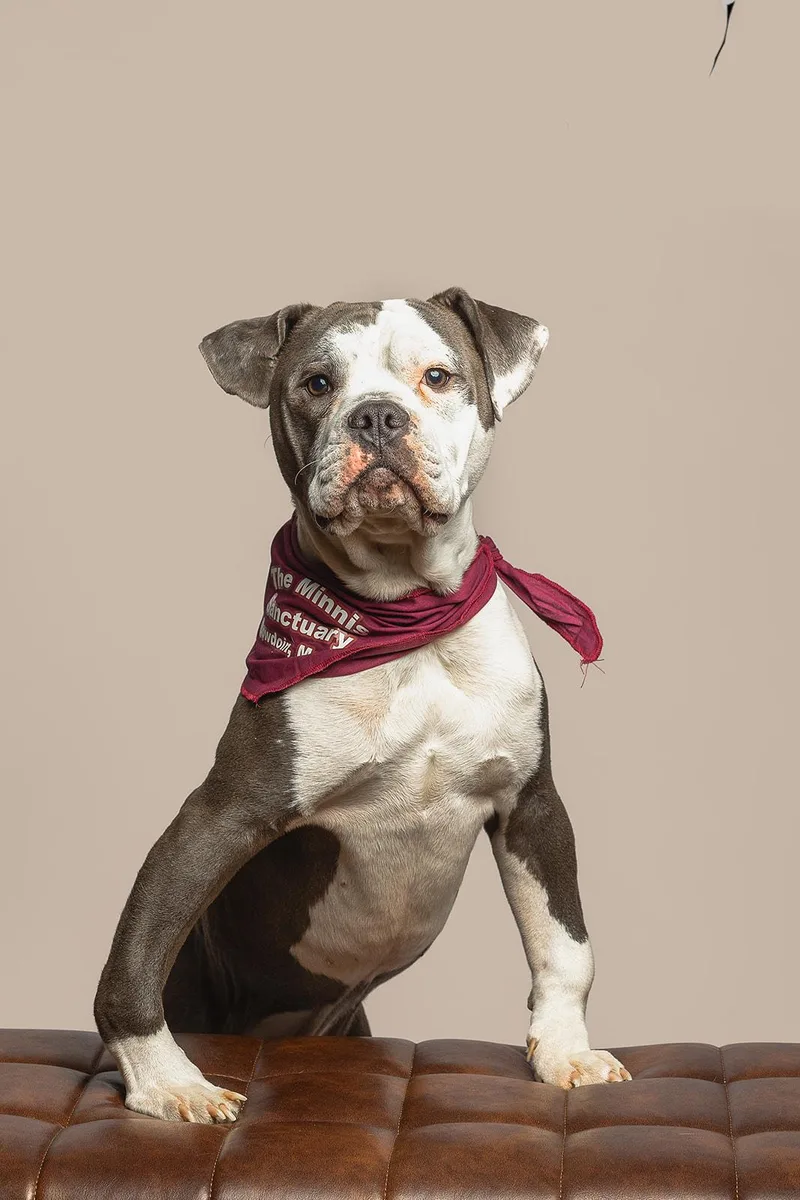 Humphrey thumbnail 4