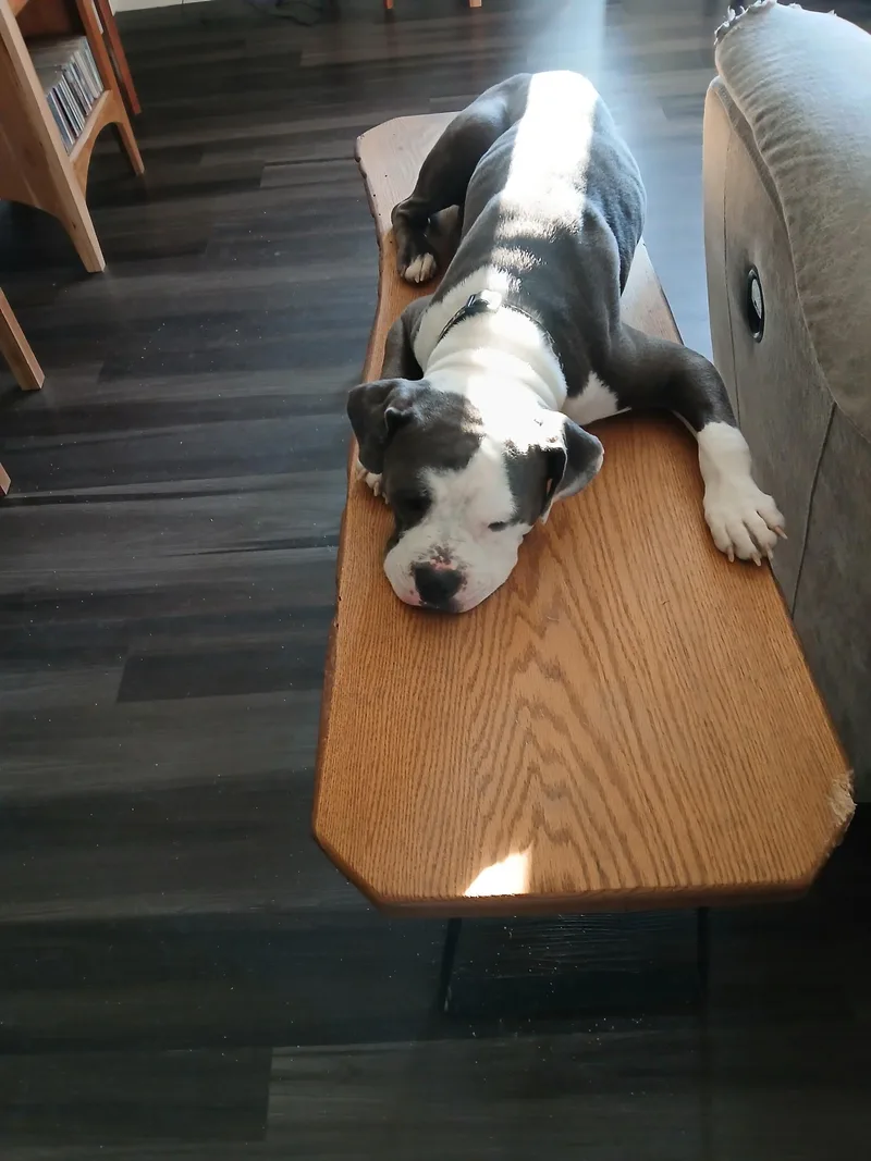 Humphrey thumbnail 5