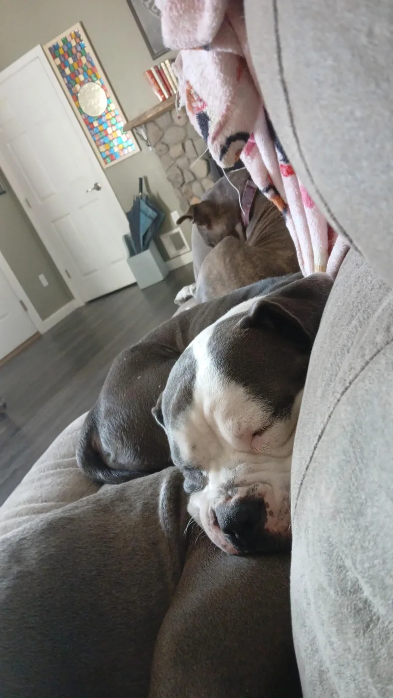 Humphrey thumbnail 6