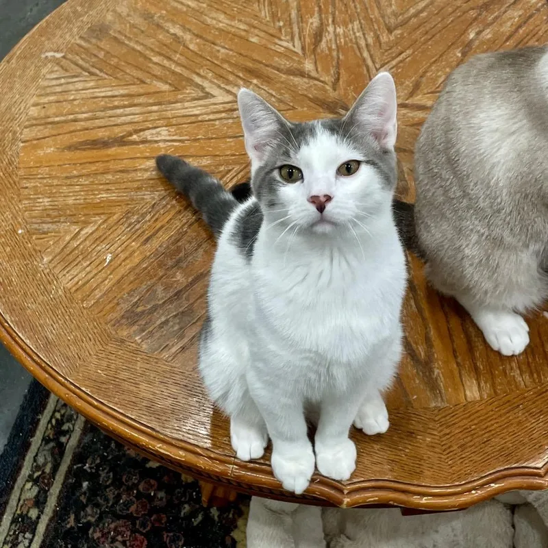 A young medium-sized male Gray / Blue / Silver Domestic Short Hair cat named Ron for adoption in Fairmont, WV
