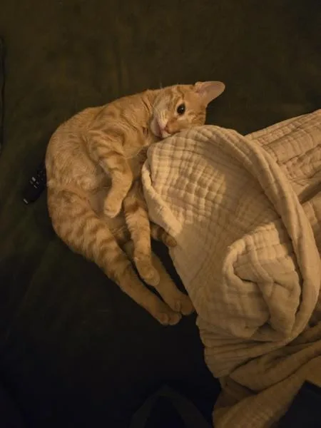 A young small-sized male Domestic Short Hair cat named Julius for adoption in Austin, TX