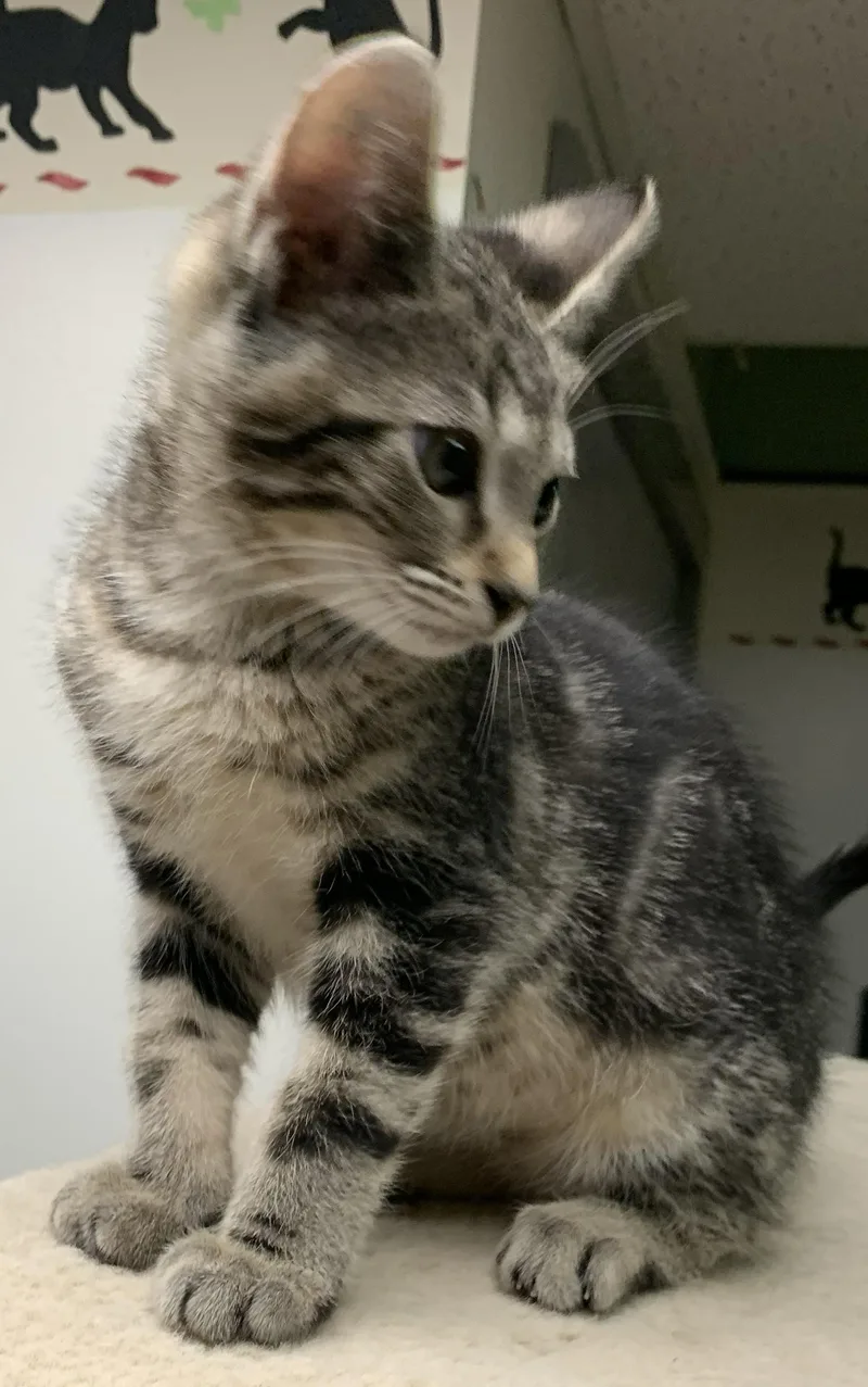A baby medium-sized female Tabby (Brown / Chocolate) Domestic Short Hair cat named Nora for adoption in Milwaukee, WI